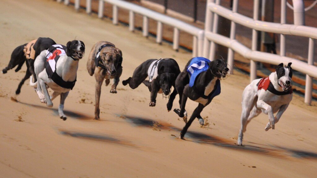 greyhound racing at the kilkenny dog track